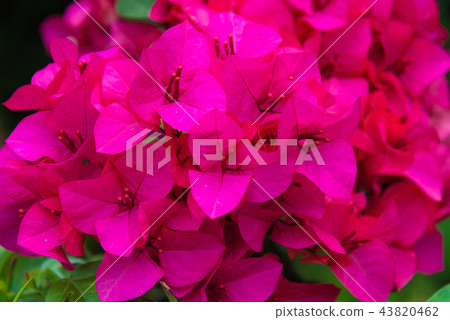 九重葛，九重葛，九重葛，雅庫格，優子，三角，千住，毛 43820462