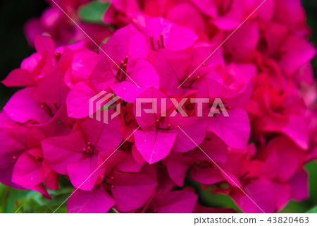 Kujukatsu, Bougainvillea, Bougainvillea, Yakugo, Yuka, Triangular flower, Senjichi Beni 43820463