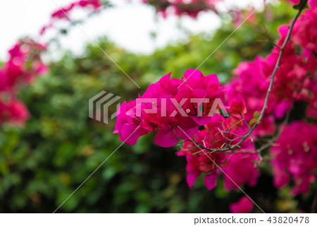 九重葛,九重葛,九重葛,雅庫格,優子,三角,千住,毛 九重葛,九重葛,九重葛,雅庫格,優子,三角,千住,毛 43820478