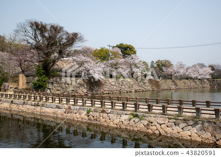 Ibaraki Park-Spring- Ibaraki Park-Spring- 43820591