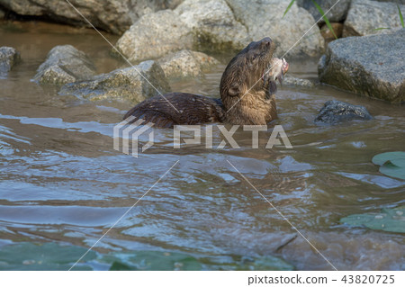 North American river otter eat fish in water 43820725