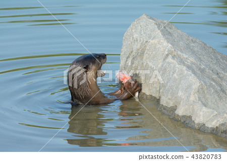 North American river otter eat fish in water North American river otter eat fish in water 43820783
