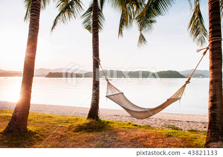Hammock hanging from coconut trees on Phuket beach Hammock hanging from coconut trees on Phuket beach 43821133