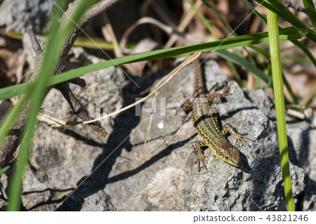 Lizard on a warm stone in the nature 43821246