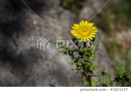 Dandelion with buds in the nature Dandelion with buds in the nature 43821247