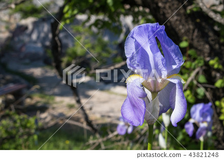 Iris plant growing in the nature 43821248