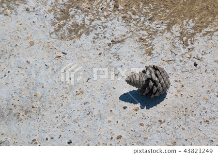 Conifer cone on a salty beach, Krk, Croatia Conifer cone on a salty beach, Krk, Croatia 43821249