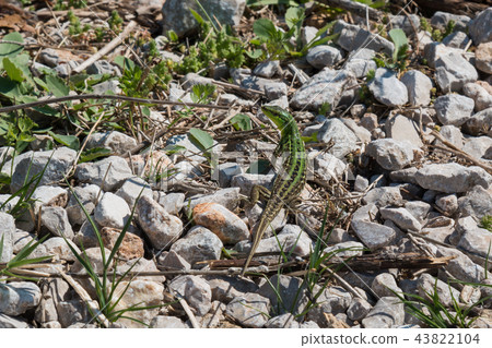 Lizard in the nature 43822104