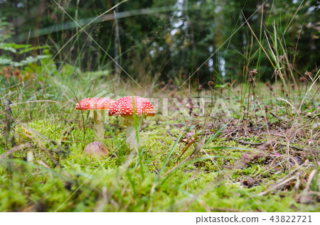 Death Cap mushrooms on forest floor Death Cap mushrooms on forest floor 43822721