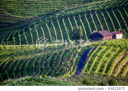 Prosecco region, view of hills with vineyards Prosecco region, view of hills with vineyards 43822873