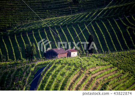 Prosecco region, view of hills with vineyards Prosecco region, view of hills with vineyards 43822874