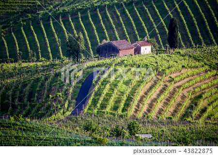 Prosecco region, view of hills with vineyards 43822875