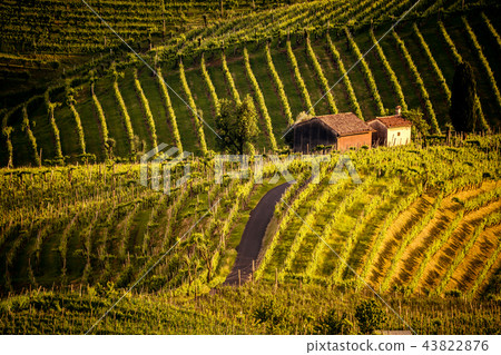 Prosecco region, view of hills with vineyards Prosecco region, view of hills with vineyards 43822876