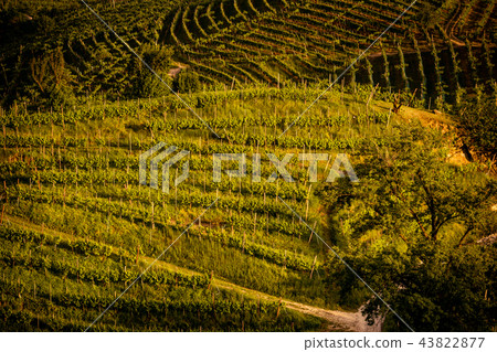 Prosecco region, view of hills with vineyards 43822877