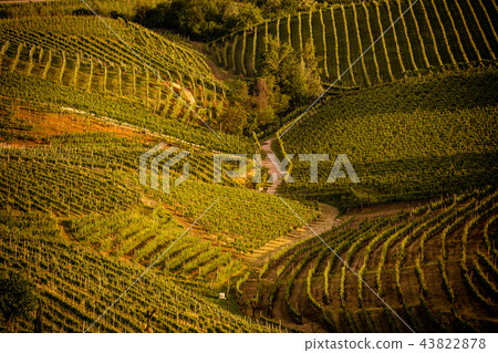 Prosecco region, view of hills with vineyards Prosecco region, view of hills with vineyards 43822878