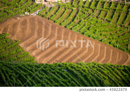 Prosecco region, view of hills with vineyards Prosecco region, view of hills with vineyards 43822879