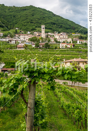 Prosecco region, view of hills with vineyards Prosecco region, view of hills with vineyards 43822883