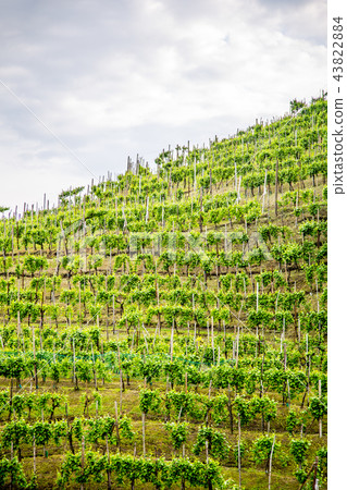 Prosecco region, view of hills with vineyards Prosecco region, view of hills with vineyards 43822884