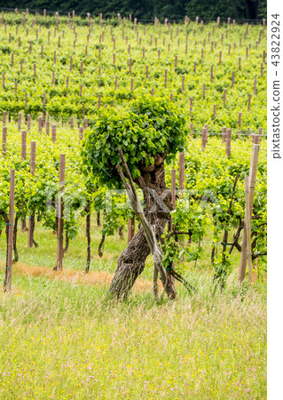 Prosecco region, view of hills with vineyards 43822924