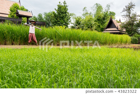 Cute scarecrow standing in rice field Cute scarecrow standing in rice field 43823322