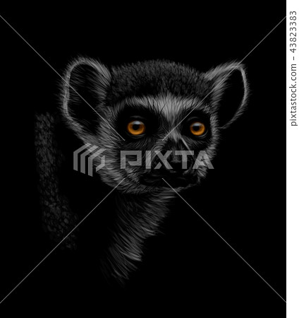 Portrait of a head of a ring-tailed lemur on a black background 43823383