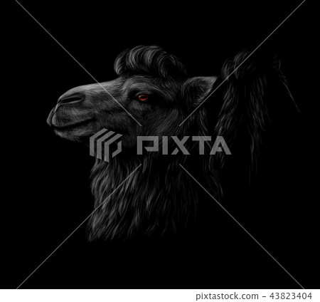 Portrait of a camel head on a black background. 43823404