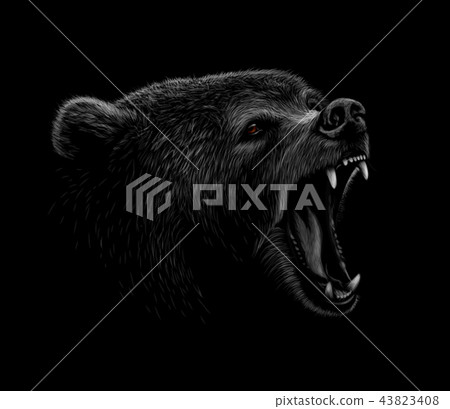 Portrait of a brown bear head on a black background. Grin of a bear 43823408