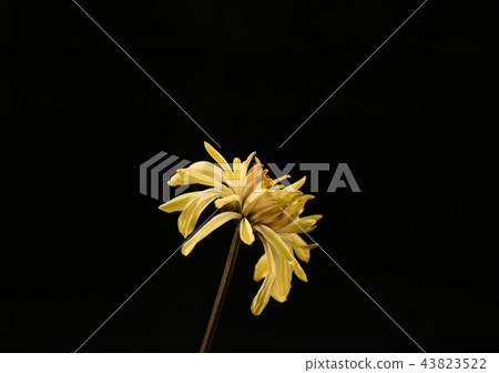 Flowers withered 43823522