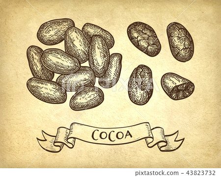 Ink sketch of cocoa. - Stock Illustration [43823732] - PIXTA