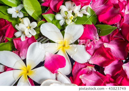 Close up of summer blossom flower in jar. 43823749