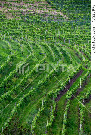 Prosecco region, view of hills with vineyards,  43823973