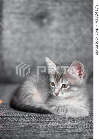 gray kitten sitting on a gray sofa 43824175