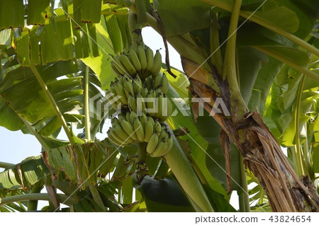 banana banana 43824654