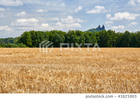 Ruin of medieval gothic castle Trosky 43825003