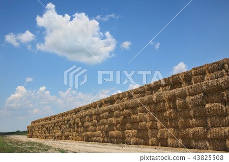 Bale of packed straw in wheat field after harvest 43825508