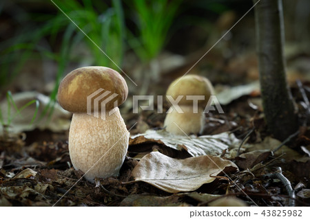 boletus reticulatus boletus reticulatus 43825982