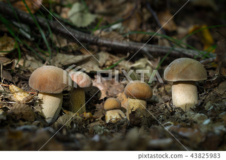 boletus reticulatus boletus reticulatus 43825983