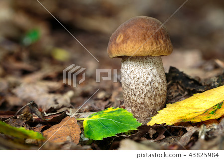 Leccinum pseudoscabrum Leccinum pseudoscabrum 43825984