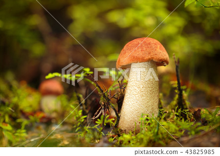 leccinum vulpinum leccinum vulpinum 43825985