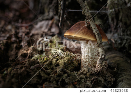 Leccinum pseudoscabrum Leccinum pseudoscabrum 43825988