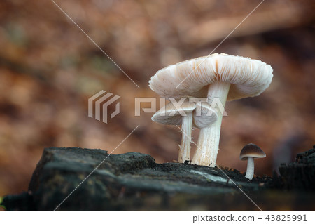 Pluteus 43825991