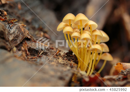 mycena renati 43825992