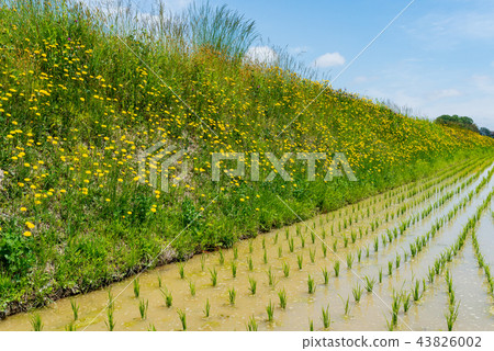 Butana flower blooming on rice field bank 43826002