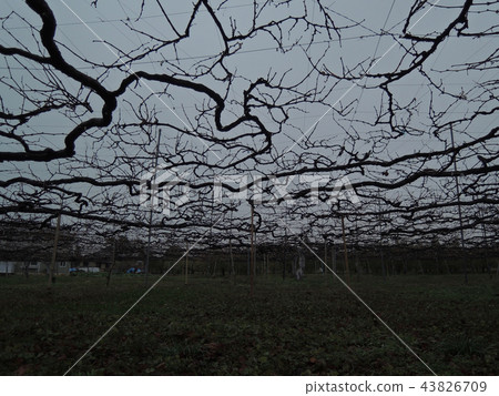 黎明前的冬至葡萄 43826709