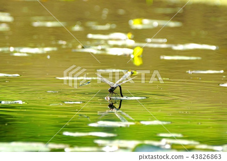 兩隻蜻蜓 43826863