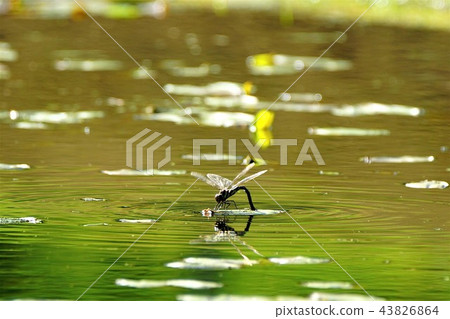 兩隻蜻蜓 43826864
