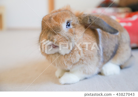 Running rabbit 43827043
