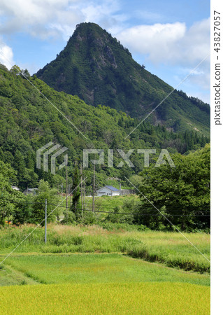 Golden rice fields and Mt. 43827057