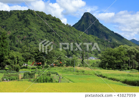 Golden rice fields and Mt. 43827059