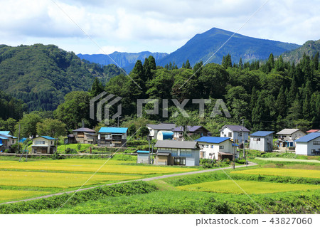 Golden rice fields and Mt. Asakusa, Tadami Town, Fukushima Prefecture 43827060